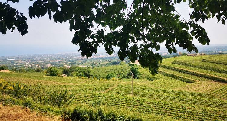 Expérience de l'art du vin et de la gastronomie en Sicile - My Art Collection Travel 8