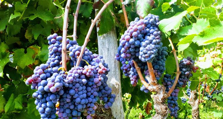 Expérience de l'art du vin et de la gastronomie en Sicile - My Art Collection Travel 3
