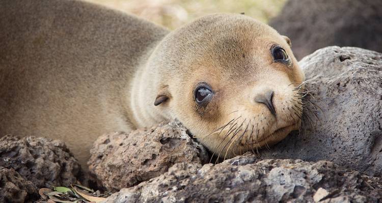 Close-up of a sea lion resting on rocks.