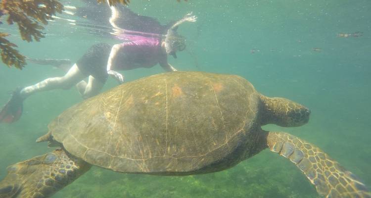 Snorkeler swimming with a large sea turtle.