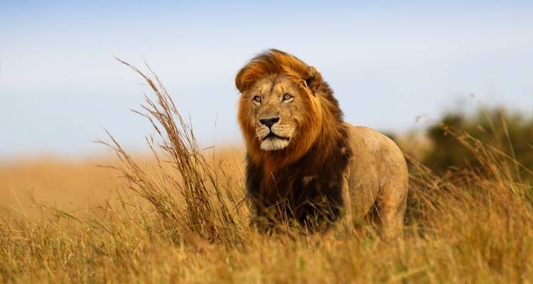 Majestic lion standing in the grasslands.