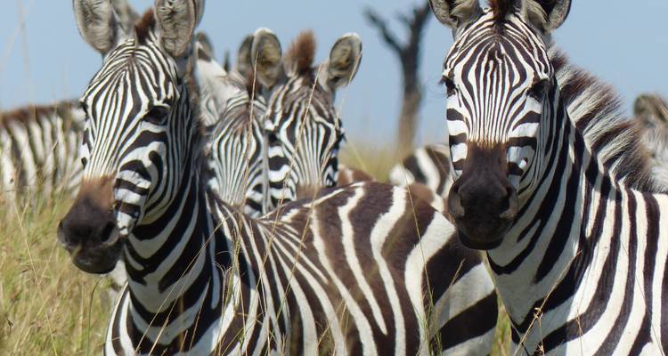 Group of zebras standing together.