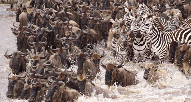 Wildebeest and zebras crossing a river.