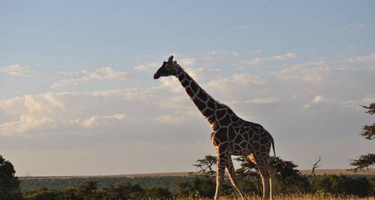 Safari de 3 días y 2 noches a Ol Pejeta Conservancy - Perfect Safari Africa tours and safaris 4