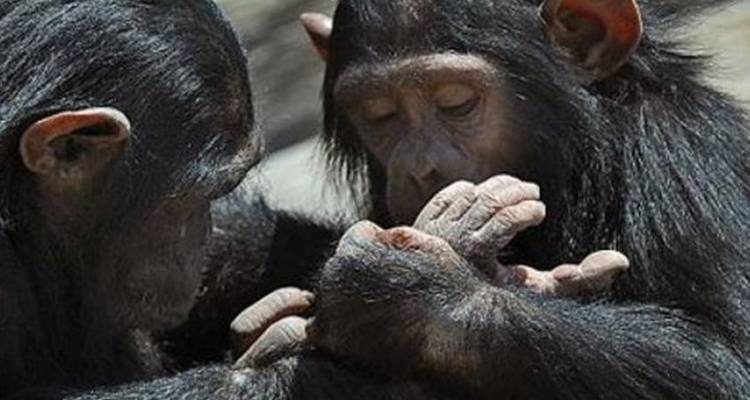 Safari de 3 días y 2 noches a Ol Pejeta Conservancy - Perfect Safari Africa tours and safaris 6