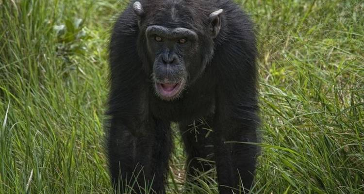 Safari de 3 días y 2 noches a Ol Pejeta Conservancy - Perfect Safari Africa tours and safaris 8