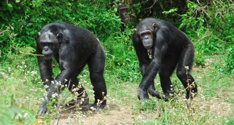 Safari de 3 días y 2 noches a Ol Pejeta Conservancy - Perfect Safari Africa tours and safaris 2