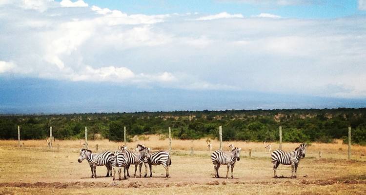 Safari de 3 días y 2 noches a Ol Pejeta Conservancy - Perfect Safari Africa tours and safaris 3