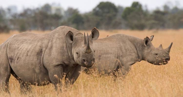 Safari de 3 días y 2 noches a Ol Pejeta Conservancy - Perfect Safari Africa tours and safaris 1