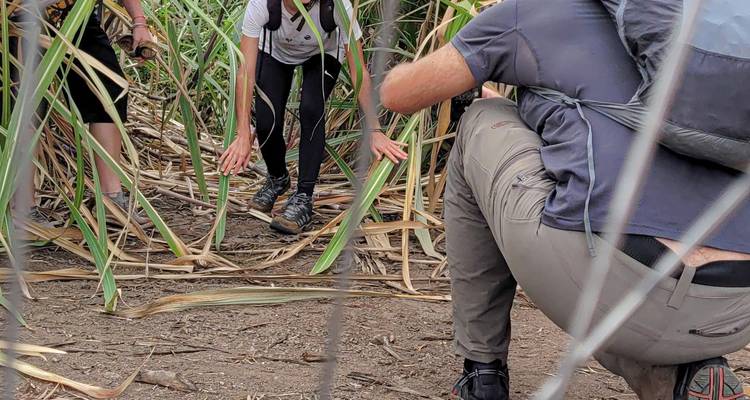 Cycle to TPC Sugarcane Plantations | Oclaa Adventures - Oclaa Adventures Tanzania 3