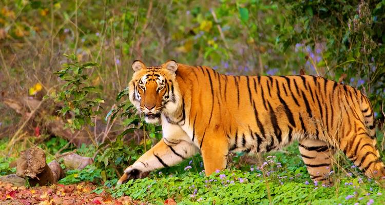 Circuit de luxe au Taj Mahal avec safari animalier au départ de Delhi - Raj Tour & Travel 1
