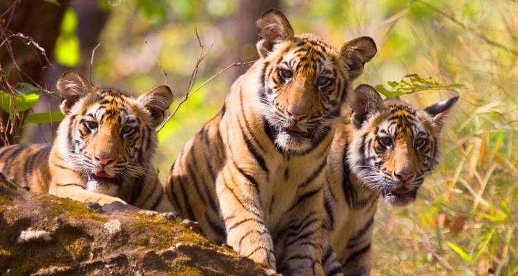 Circuit de luxe au Taj Mahal avec safari animalier au départ de Delhi - Raj Tour & Travel 6