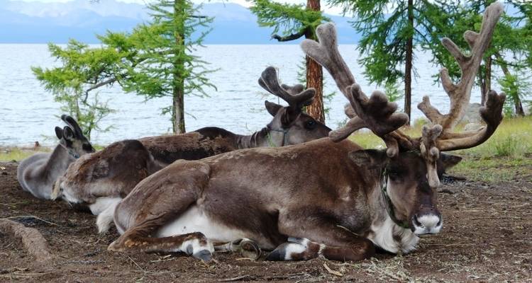 Reindeer resting near a lake in a forested area.