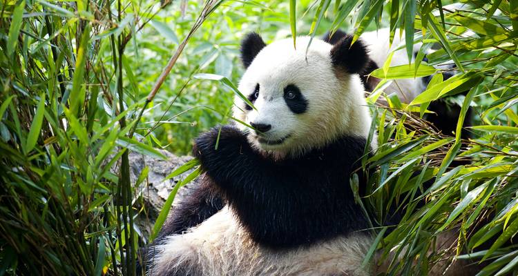 Un panda assis parmi des pousses de bambou en train de se nourrir.