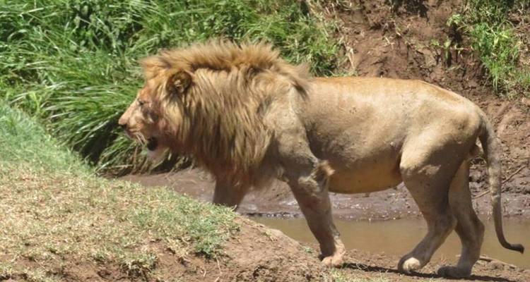 6 jours de safari en camping en Tanzanie - Kiriwe Travel And Trekking Safaris Ltd 2