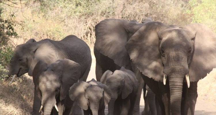 6 jours de safari en camping en Tanzanie - Kiriwe Travel And Trekking Safaris Ltd 8
