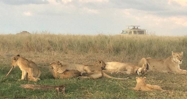 6 jours de safari en camping en Tanzanie - Kiriwe Travel And Trekking Safaris Ltd 7