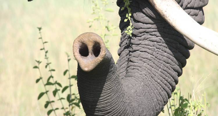 6 jours de safari en camping en Tanzanie - Kiriwe Travel And Trekking Safaris Ltd 6