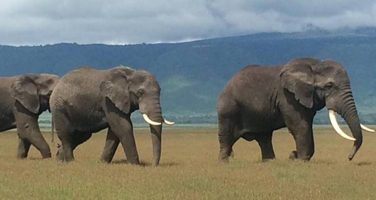 6 jours de safari en camping en Tanzanie - Kiriwe Travel And Trekking Safaris Ltd 1