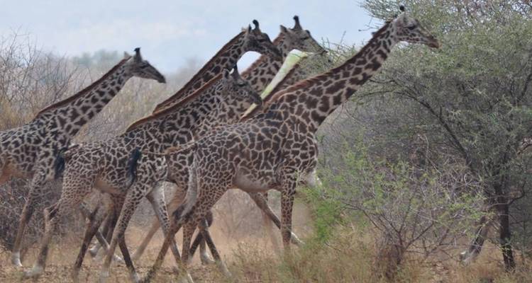 6 jours de safari en camping en Tanzanie - Kiriwe Travel And Trekking Safaris Ltd 3