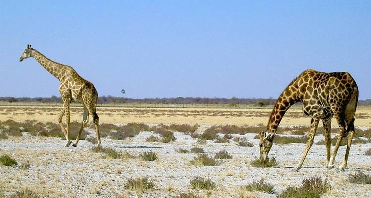 23 Days best of Namibia & Botswana - Discovery Transfers and Tours 4
