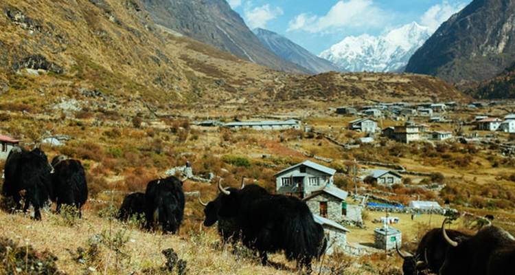 8 días de excursionismo por el valle de Langtang - Nepal Eco Adventure Pvt.Ltd 3