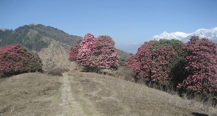 Senderismo de 7 días Ghorepani - Poonhill - Ghandruk - Nepal Eco Adventure Pvt.Ltd 7