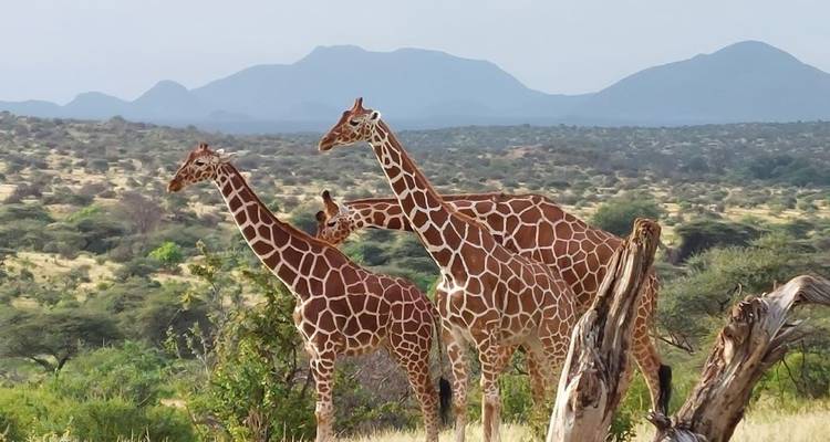7 Days Big five Watch safari - African Breeze Safaris 3