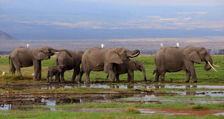 7 Days Big five Watch safari - African Breeze Safaris 7
