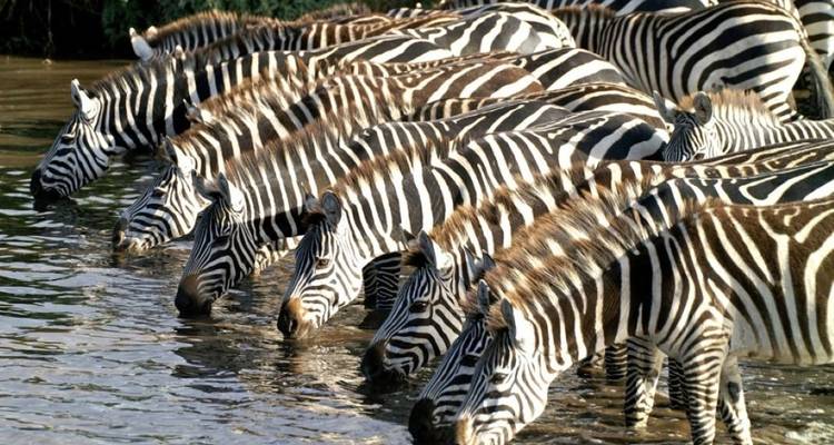 7 Days Big five Watch safari - African Breeze Safaris 8