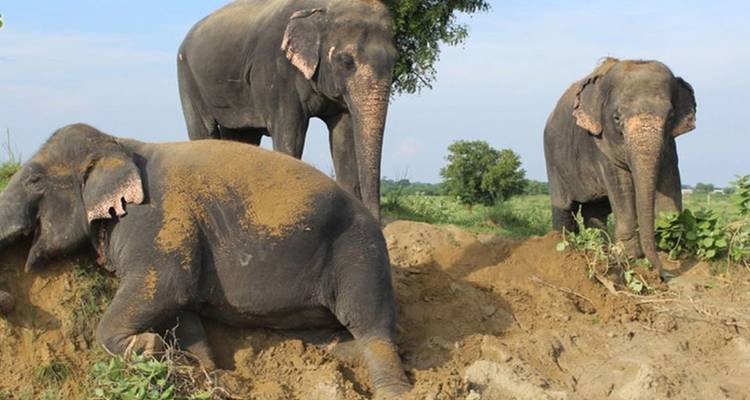Au départ de Delhi : Excursion au Taj Mahal avec visite du centre de soins et de conservation des éléphants en voiture - Wildlife SOS - India Taj Tour 2