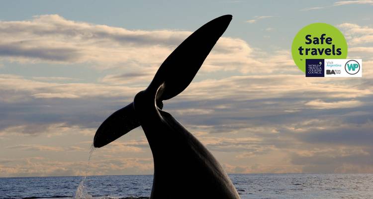 Vie sauvage Puerto Madryn - People Travel and Experience 1
