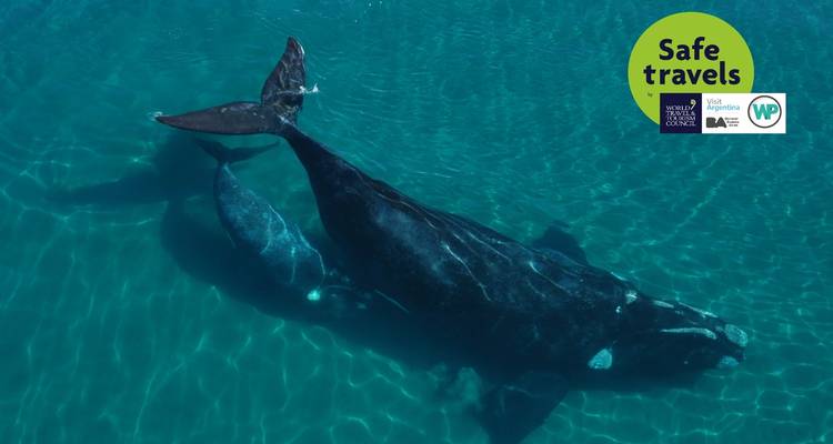 Vie sauvage Puerto Madryn - People Travel and Experience 4