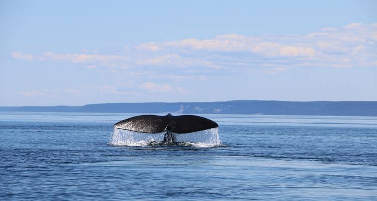 Vie sauvage Puerto Madryn - People Travel and Experience 6