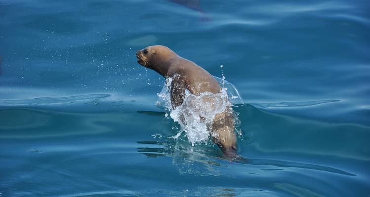 Vie sauvage Puerto Madryn - People Travel and Experience 7