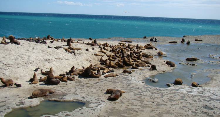 Vie sauvage Puerto Madryn - People Travel and Experience 8