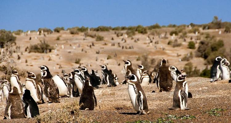 Vie sauvage Puerto Madryn - People Travel and Experience 2