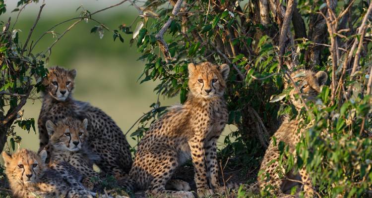5 jours de safari privé de moyenne gamme dans les principaux parcs nationaux d'Afrique - African Polecat Safaris 9