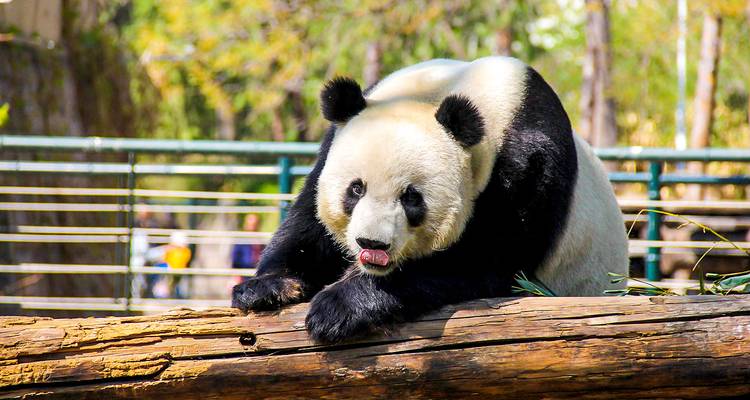 Grupo reducido de 8 días a Pekín, Xi'an y Shanghai, Hoteles de 5 estrellas - Agate Travel 4