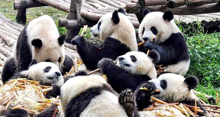 15-Day Small Group China Tour: Luxury Hotels & Yangtze Cruise - Agate Travel 3