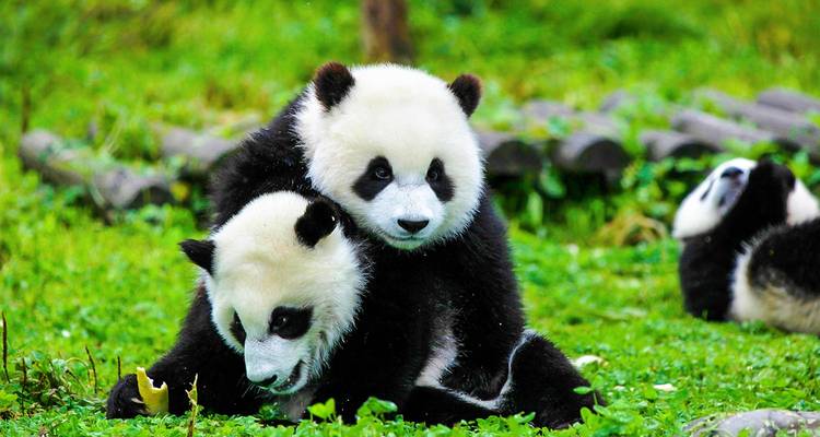 Deux adorables petits pandas géants se câlinant sur l'herbe verte avec un autre panda se reposant en arrière-plan.