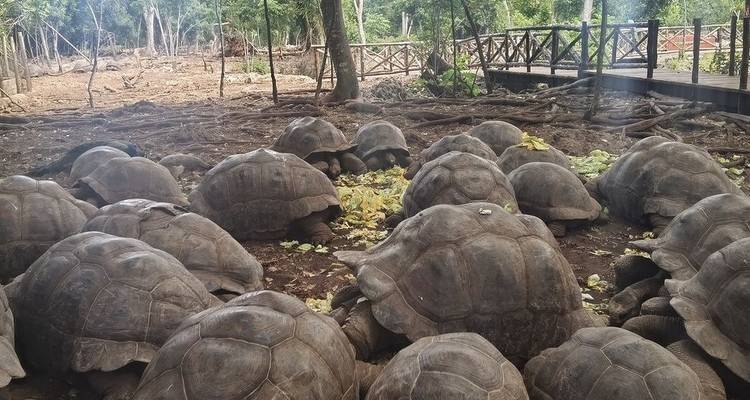 Gruppe von Schildkröten, die sich in einer natürlichen Umgebung versammeln.