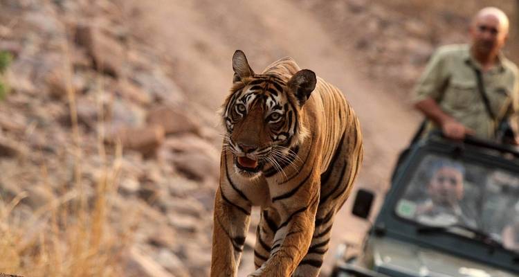 Circuito de lujo al triángulo de oro con Ranthambore - UncleSam Holidays 1