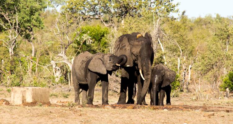 6 Day Classic Kruger Park Safari - Viva Safaris 3
