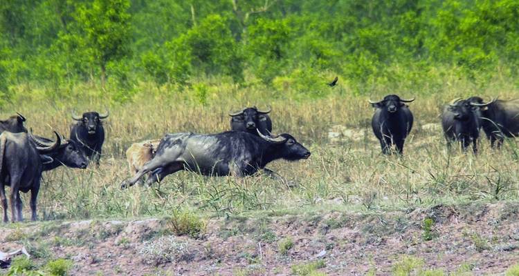 Visite de la faune de Koshi Tappu - Oriental Journeys Pvt. Ltd. 2