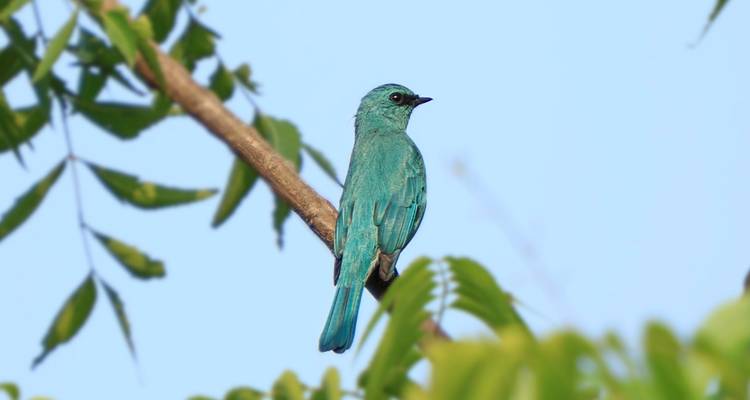 Visite de la faune de Koshi Tappu - Oriental Journeys Pvt. Ltd. 6