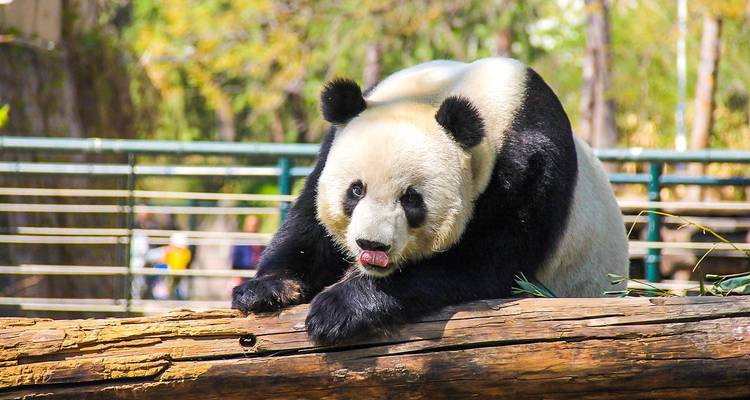 9-Day Small Group: Beijing, Xi'an, Guilin & Yangshuo, 5-star Hotels - Agate Travel 8