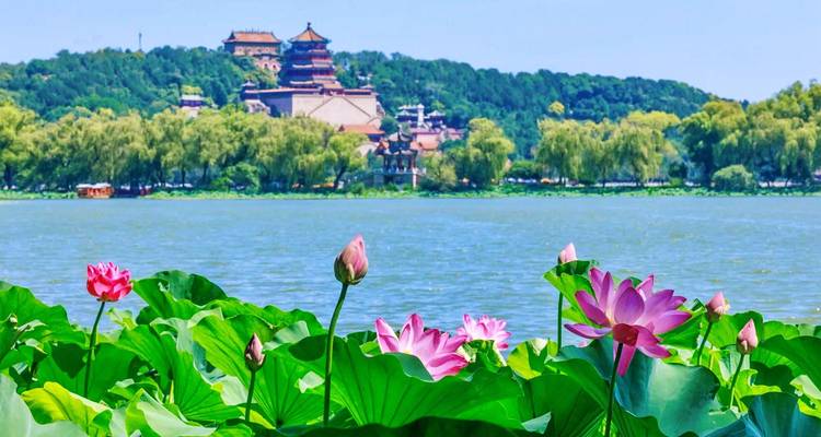 Les fleurs de lotus s'épanouissent au premier plan du lac Kunming avec la colline du Palais d'Été en arrière-plan.
