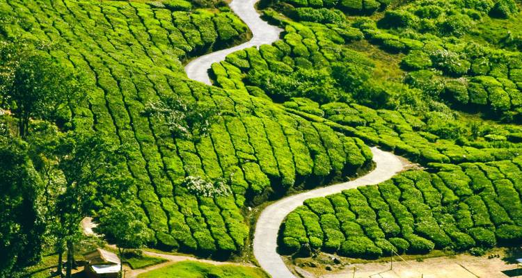 La splendeur de Munnar - Kerala Holiday Club 9
