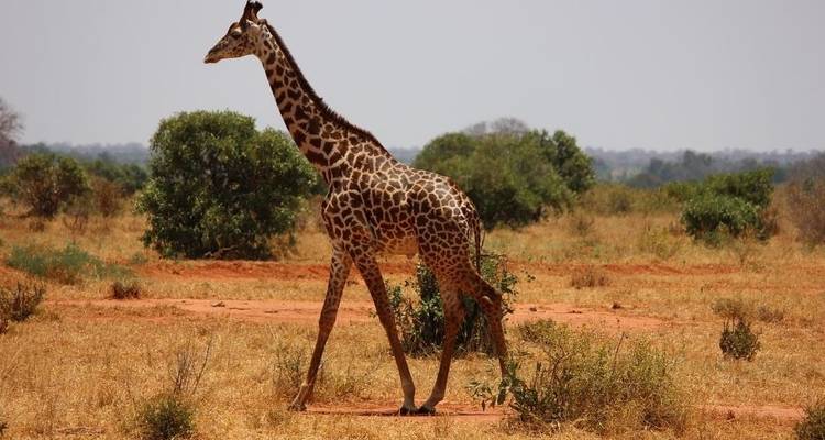 Safari de 3 jours à Tsavo Est et Ouest - Africa Vacation Safaris 7